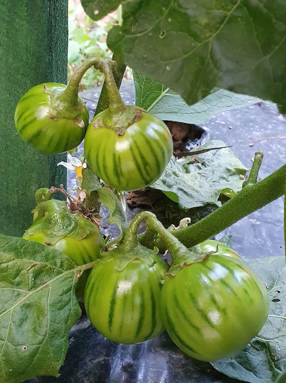 Dark Green Eggplant Seeds for Planting