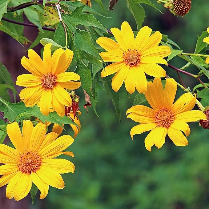 Mexican Sunflower Seeds Yellow Torch