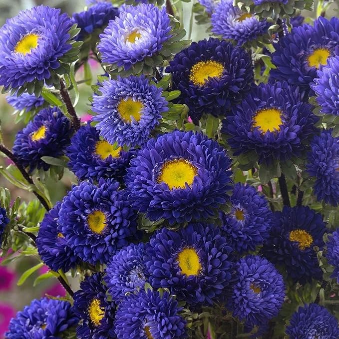 Aster Aster Alpinus Mixed Flower Seeds for Planting