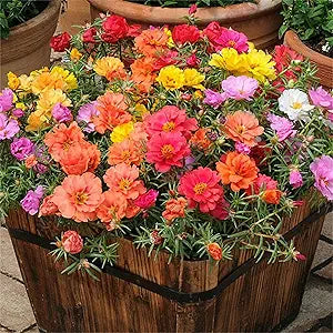 Rosa Flower Seeds for Planting – Classic Rose Variety