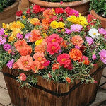 Rose Rosa spp for planting in flower bed