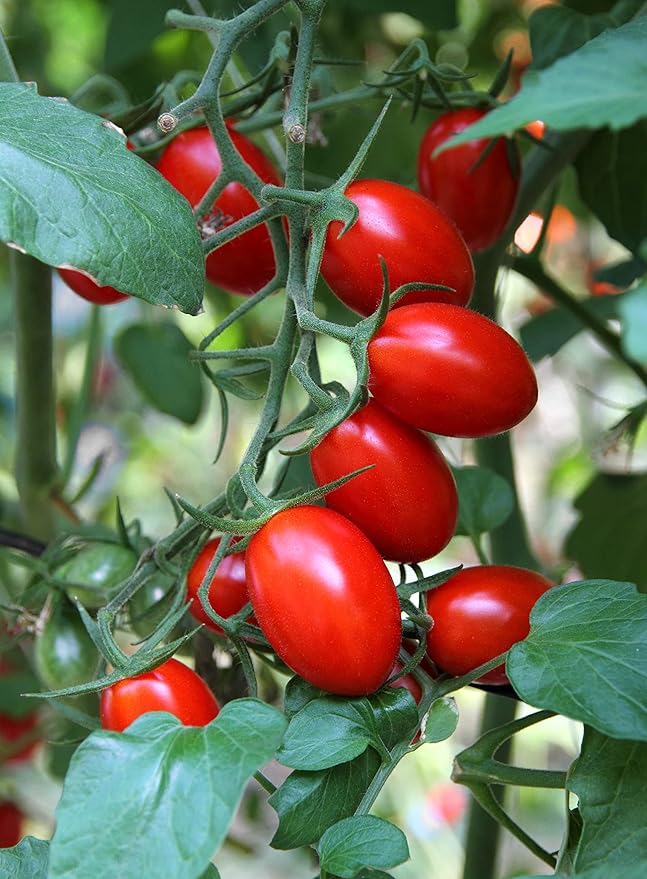 Tomato Roma Solanum lycopersicum vegetable seeds for planting in kitchen garden or indoor pots