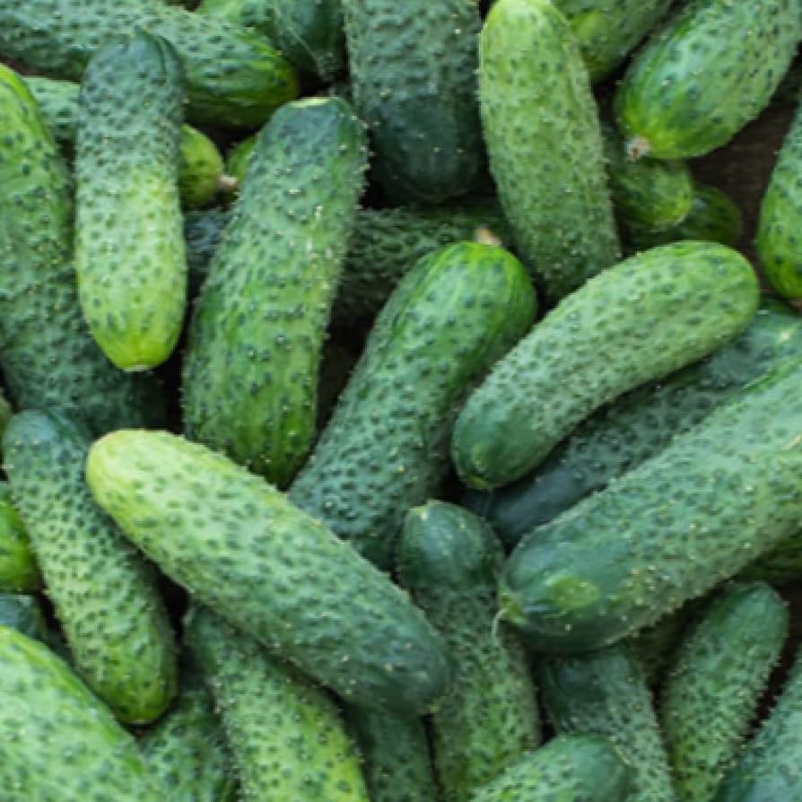 Cucumber Seeds (Boston Pickling) Cucumis Sativus Heirloom Seeds