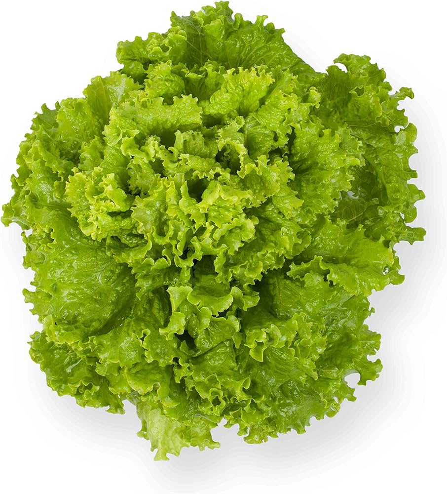 Geely Lettuce (Lactuca sativa) Seeds for Planting for Garden and Urban Garden