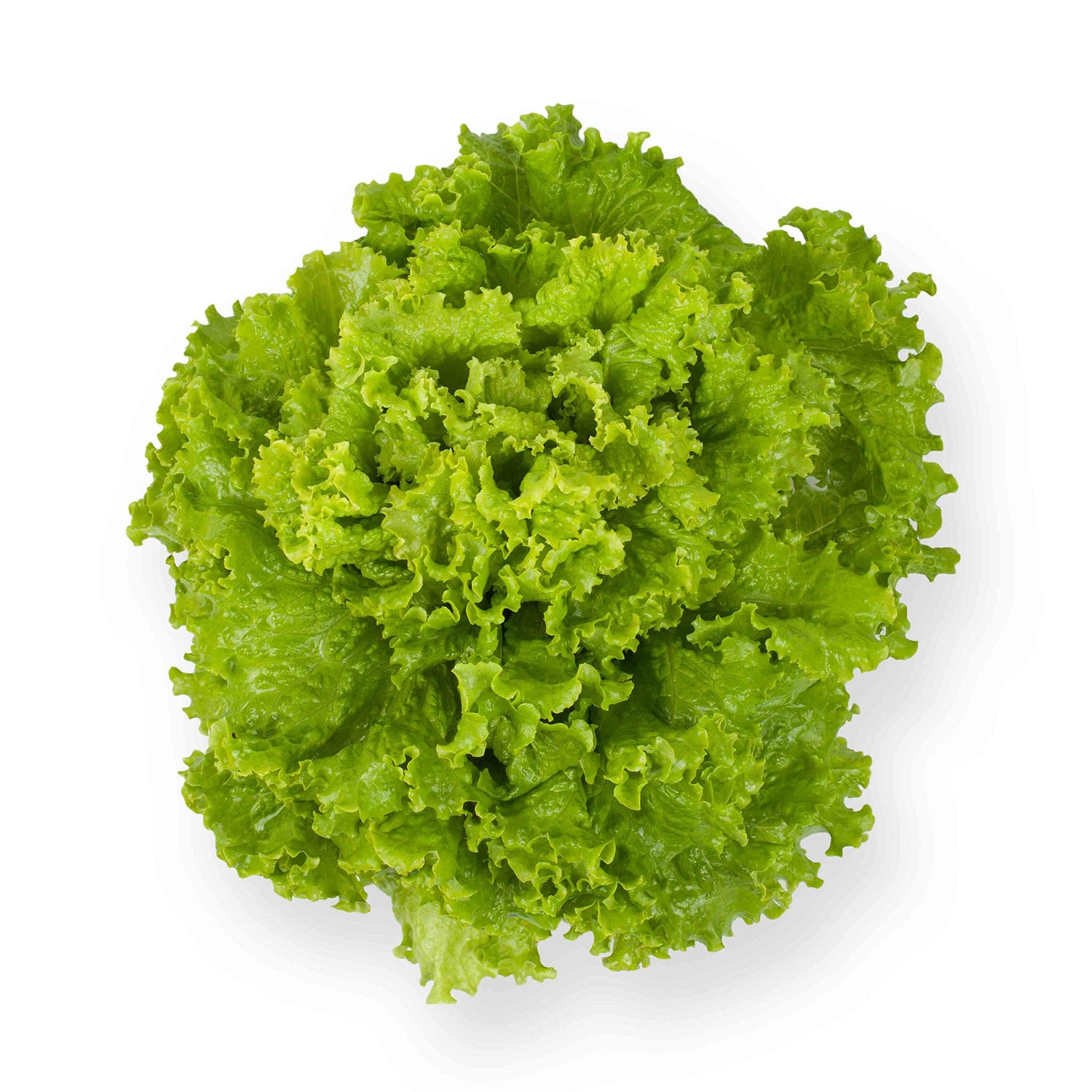 Romaine Lettuce Lactuca sativa Seeds for Planting in Vegetable Patch and Kitchen Garden