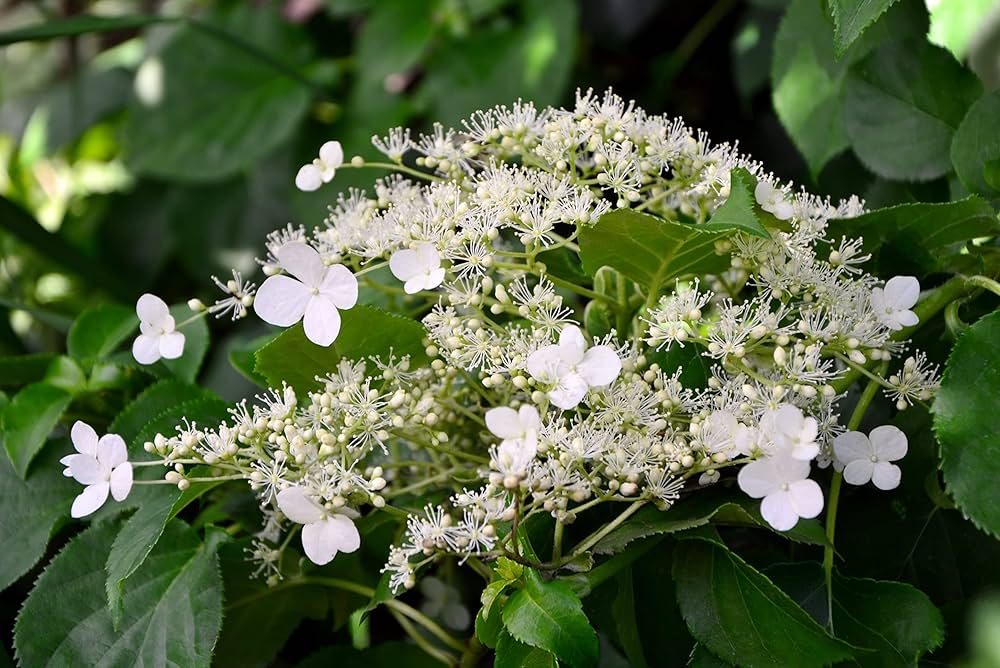Kletterhortensie climbing hydrangea flower seeds