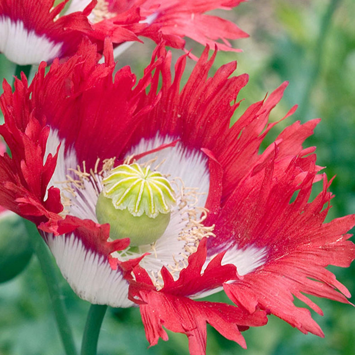 Danish Flag Stratified Poppy Seeds Papavaer Somniferum Seeds For Planting – Heirloom, Non-GMO, High Germination Organic Garden Seeds