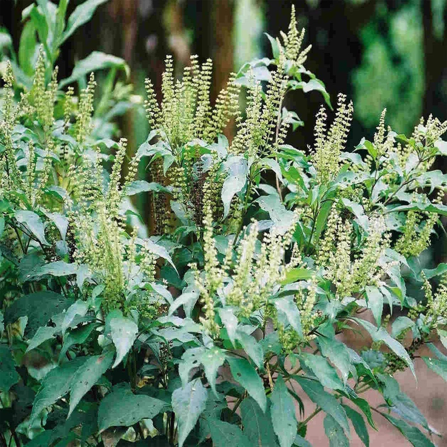 Ocimum Gratissimum Vegetable Seeds for Planting