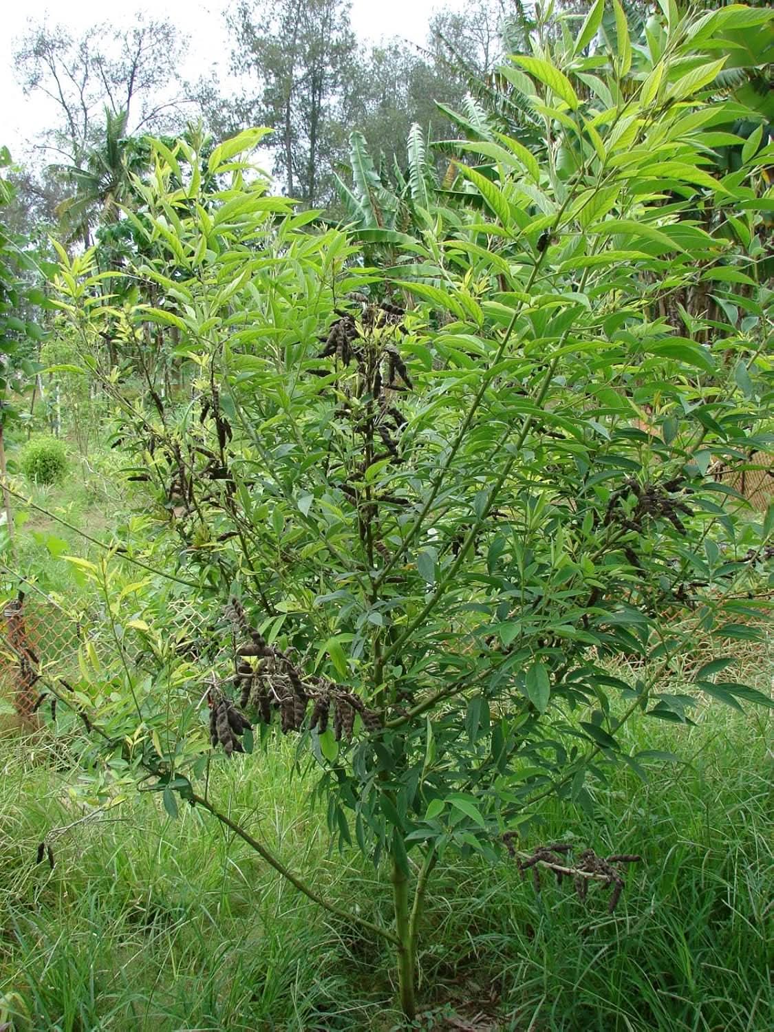 Cajanus cajan plant seeds