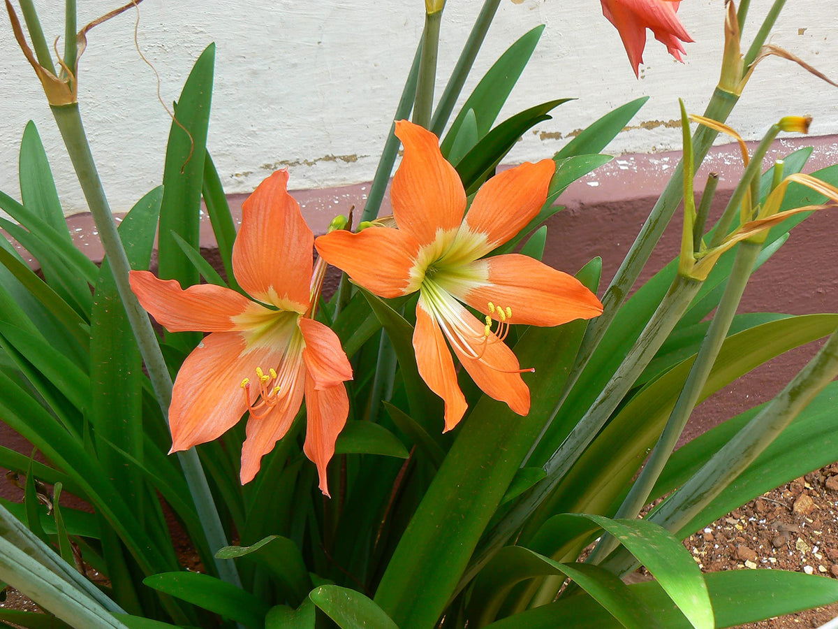 Amaryllis – Hippeastrum Barbados – for planting in home garden