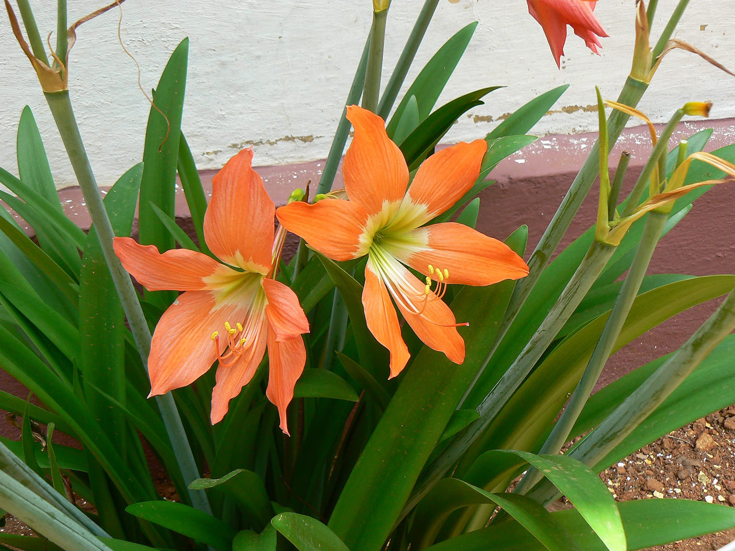Amaryllis – Hippeastrum Barbados – for planting in home garden