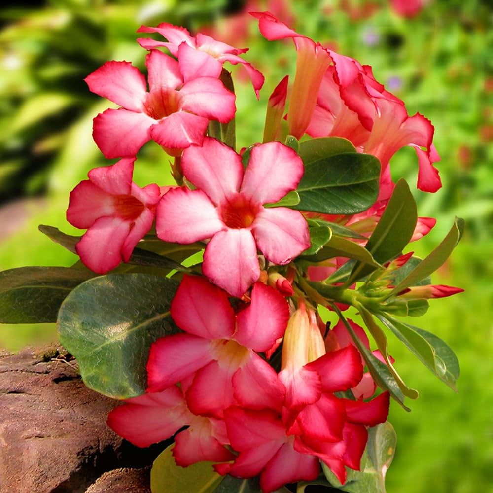 Adenium Obesum Flower Seeds – Heirloom Non-GMO Desert Rose Seeds for Colorful Garden Pots for planting in your garden.