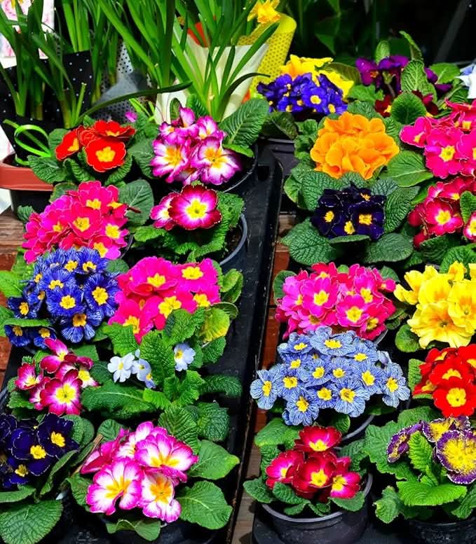 Rainbow Primrose Primula Malacoides Flower Seeds for Planting in Home Garden and Balcony Pots