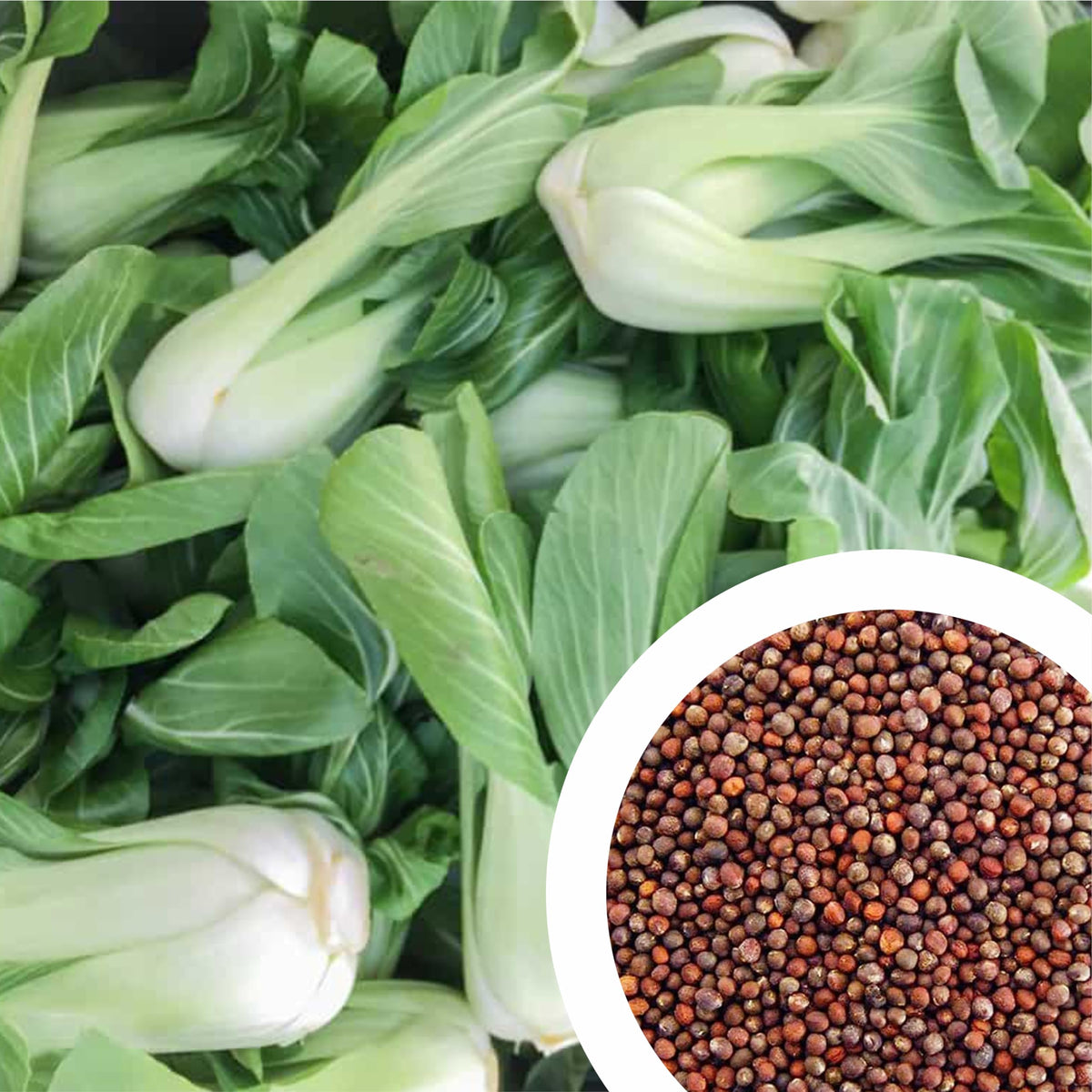 Pak Choi – organic leafy vegetable for planting in vegetable patch
