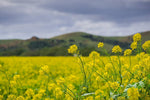 Brown Mustard for planting in vegetable patch