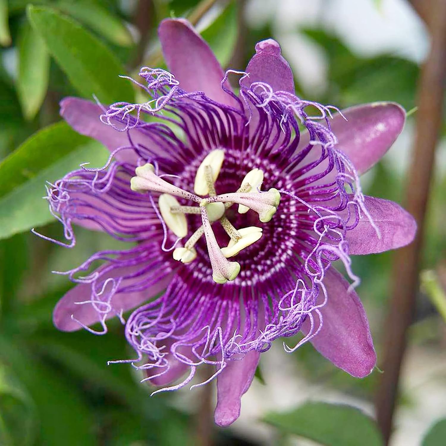 Purple Passion Vine Seeds