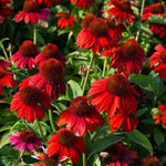 Heirloom Roter Rubin Echinacea Perennial Sonnenhut Seeds