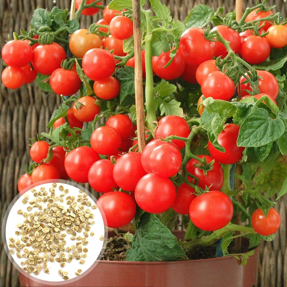 Tomato Solanum Lycopersicum Bonsai Vegetable Seeds for Planting – Compact Variety for Patio Pots and Container Gardening
