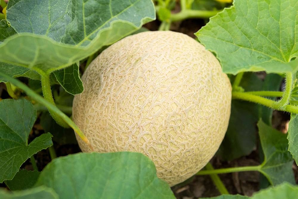 Honigtau Melon Seeds for Sweet and Juicy Garden Fruits