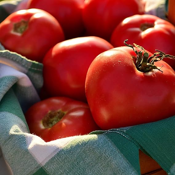 Organic Heirloom Tomato Solanum lycopersicum Vegetable Seeds for Planting in Organic Garden