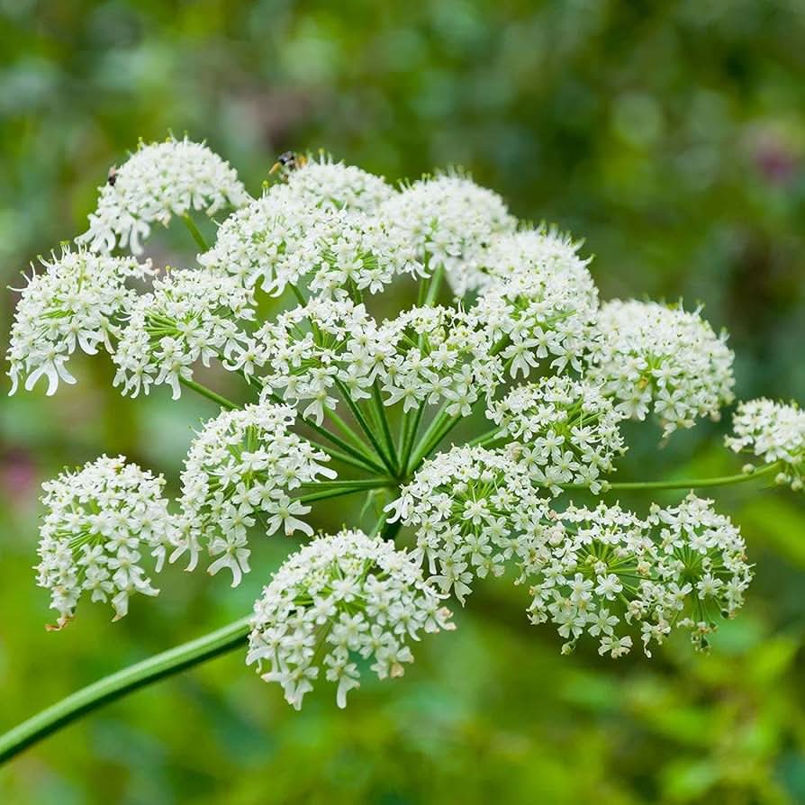 wild edible plant seeds Heracleum Seeds – Lanatum Heirloom Wild Edible Perennial Flowering Plant –  Dharaseeds