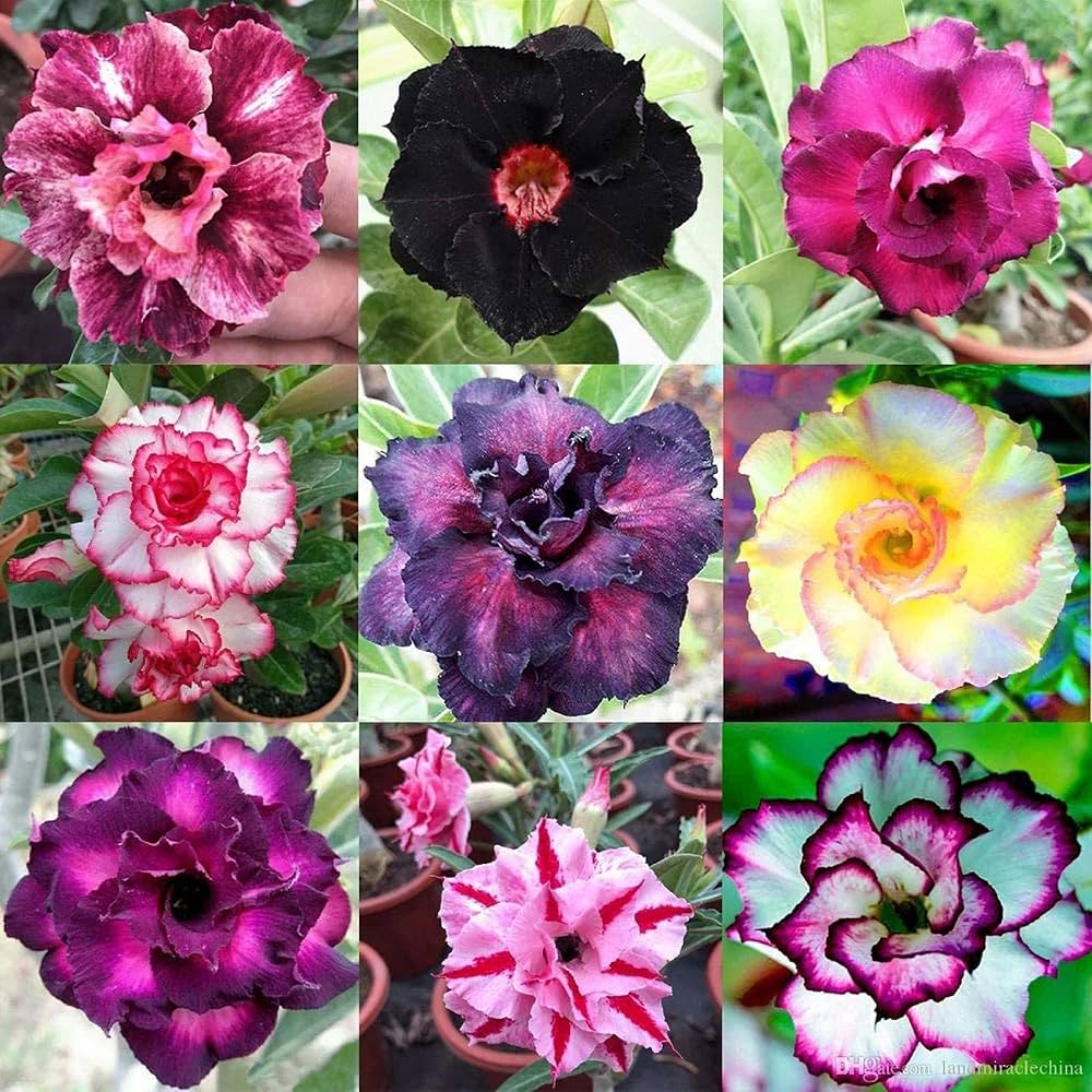 Desert Rose Adenium Obesum Flower Seeds for Planting – Rare Fresh Seeds Suitable for Bonsai and Decorative Pots