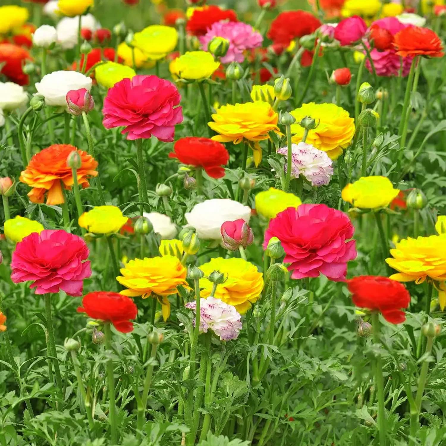 Heirloom Perennial Ranunculus Asiaticus Mixed Color Bulbs - Non-GMO for Beautiful Garden Blooms