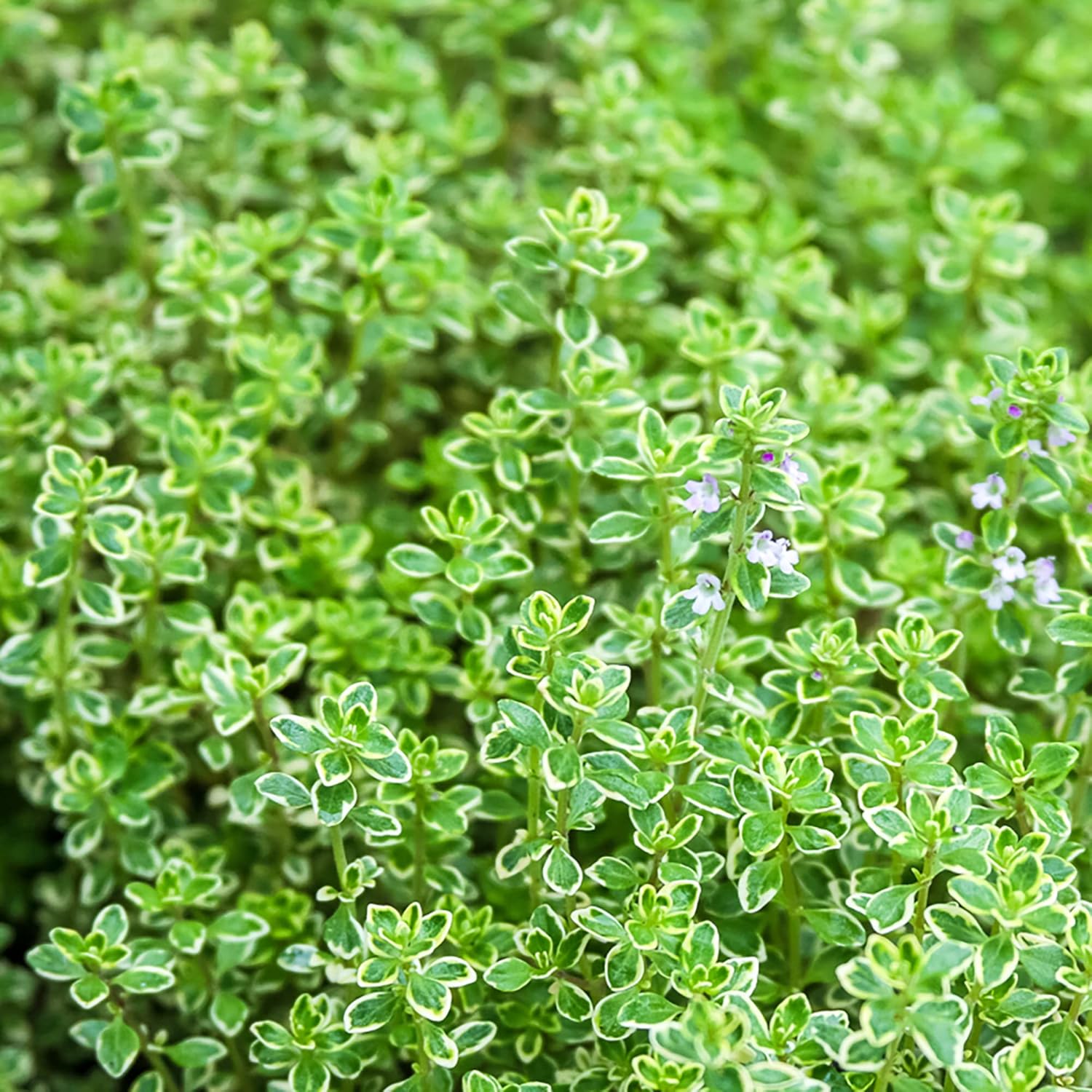 Lemon Thyme Seeds