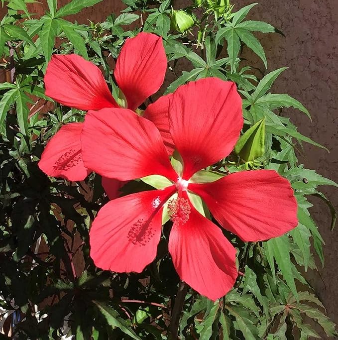 Hibiscus Coccineus Red Star - Seeds for Tropical Hibiscus Flowers with Red Blooms