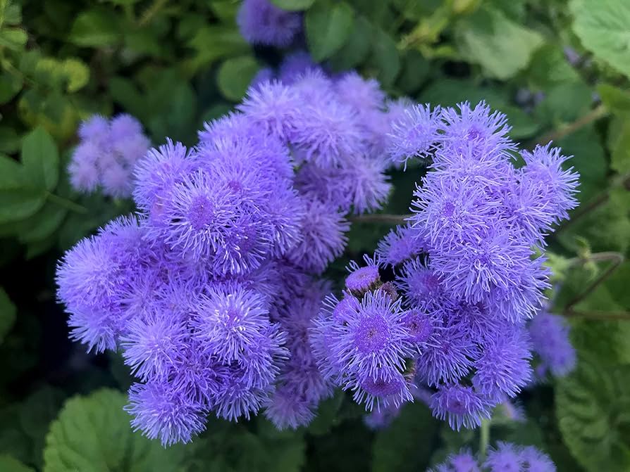 Ageratum Ageratum Mexicanum Blue Flower Seeds for Planting
