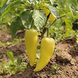 Pepper Capsicum Annuum Hot Hungarian Yellow Wax Vegetable Seeds for Planting – Spicy Variety for Kitchen Garden and Pickling
