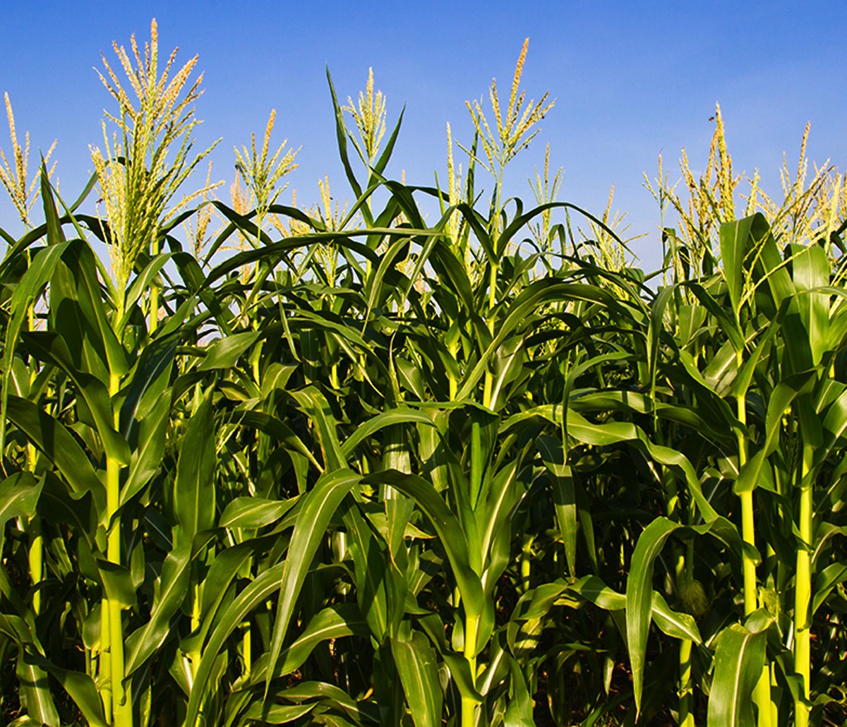 Early Maturity, Strong Lodging Resistance, Long Harvesting Period Sweet Corn – Heirloom, Non-GMO, High Germination Organic Garden Seeds