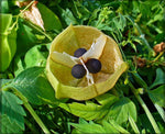 Balloon - Vine for planting in home garden