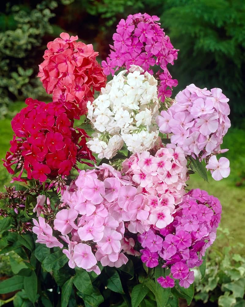 Colorful Garden Phlox 'Nora Leigh' Flower Seeds for Planting