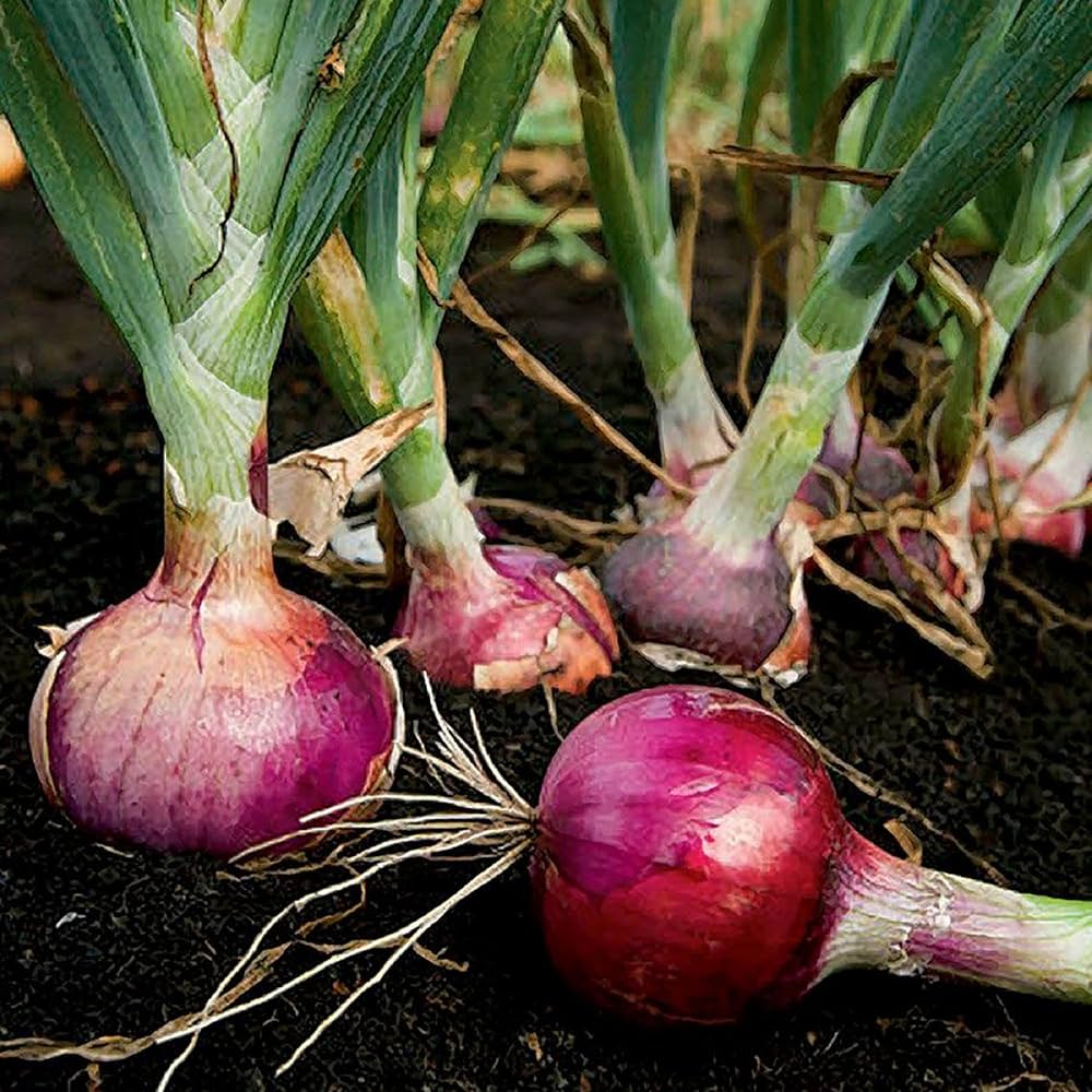 Red Candy Apple Hybrid Onion Sets