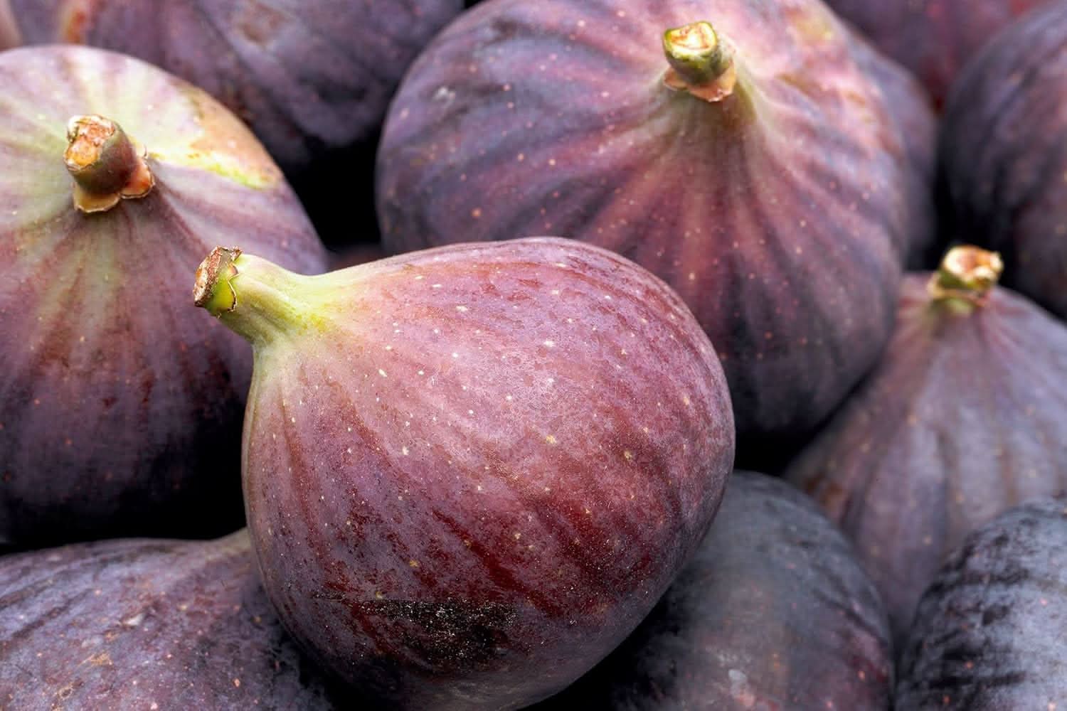 Sweet King Fig Ficus carica seeds for planting in home garden