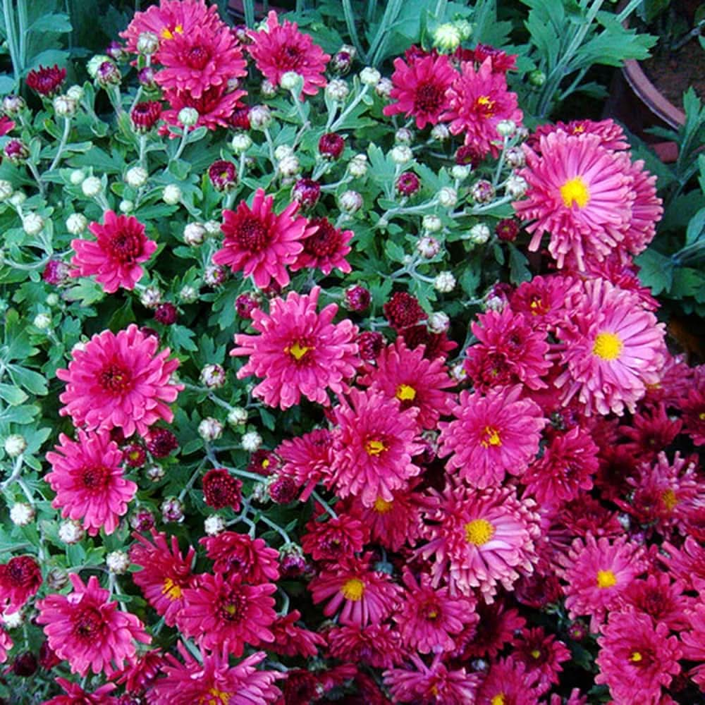 Chrysanthemum Pure Pink Morifolium Flower Seeds for Planting in backyard gardening and home flower beds
