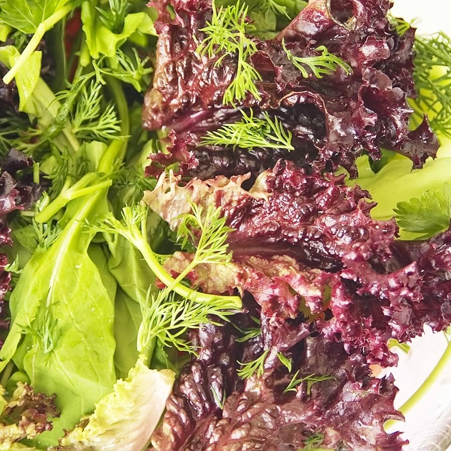 Lettuce Lactuca Sativa Italian Purple Leaf Vegetable Seeds for Planting – Salad Green Seeds for Kitchen Garden and Pots