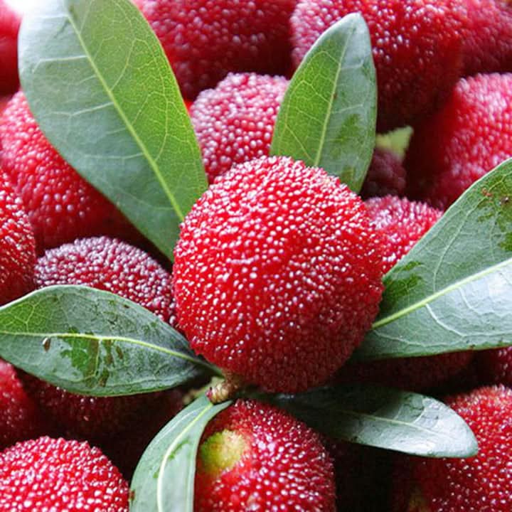 Rubra Fruit Seeds for Tropical Gardens & Rare Fruits