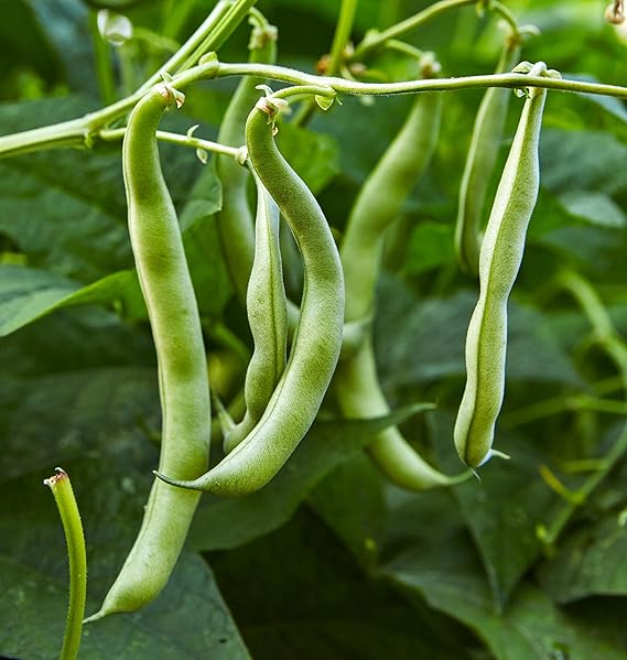 Bean Phaseolus spp Vegetable Seeds for Planting in Garden and Vegetable Patch