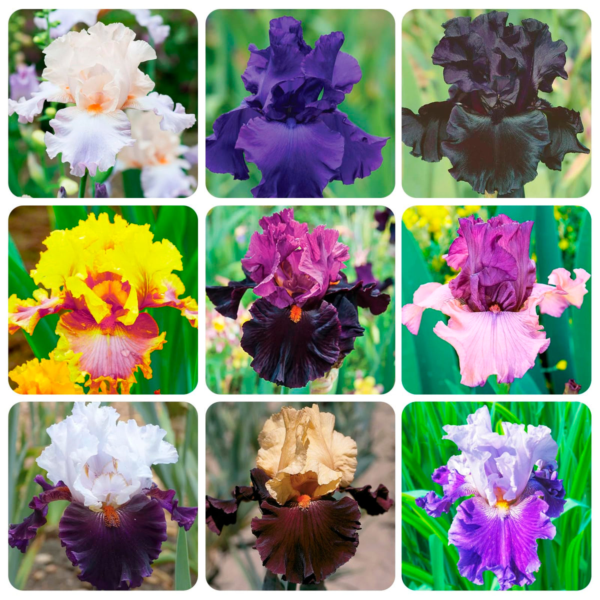 EXOTIC BEARDED IRIS SEEDS for Garden Perennial Flower Plant - US Grown Seeds – Heirloom, Non-GMO, High Germination Organic Garden Seeds