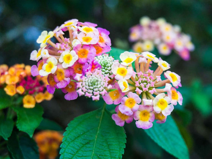 Wandelröschen Flower Seeds for Planting, 100