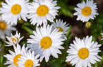 Shasta Daisy for planting
