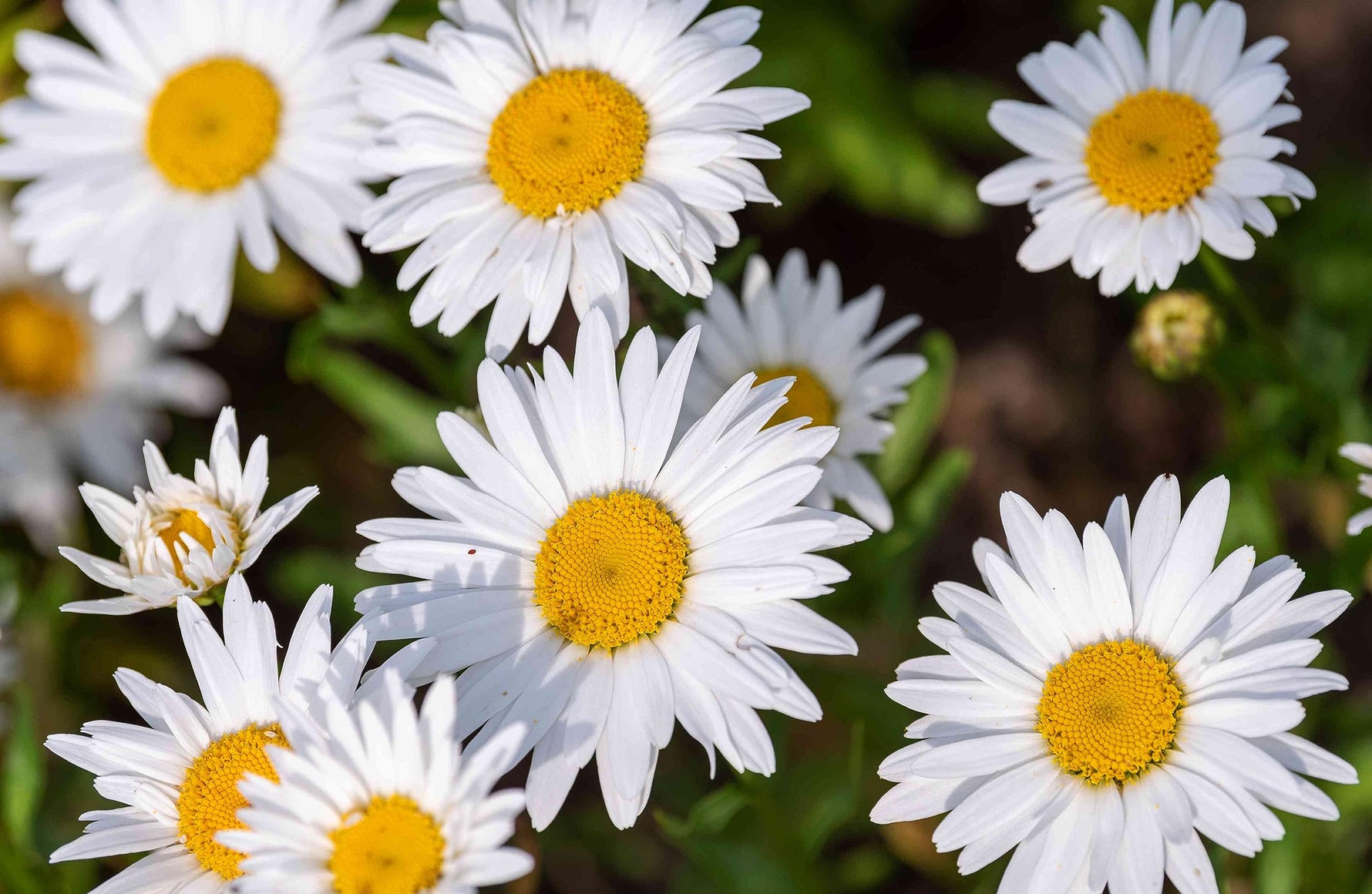 Shasta Daisy for planting