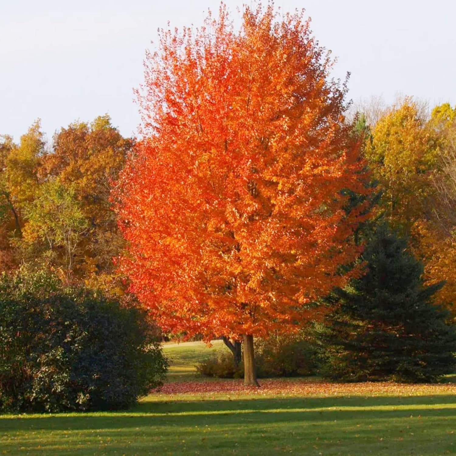 Autumn Blaze Maple Tree Seeds