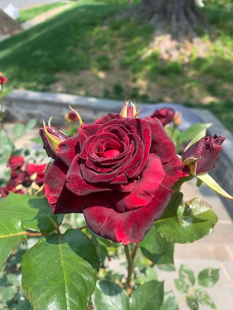 Baccara Hybrid Rose Flower Seeds for decorative planting in garden beds