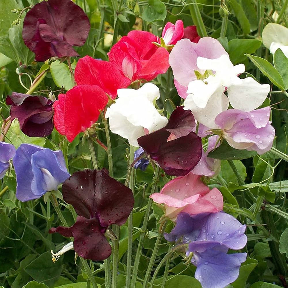 Royal Sweet Pea Mix Seeds – Flower Seeds for Garden and Container Planting