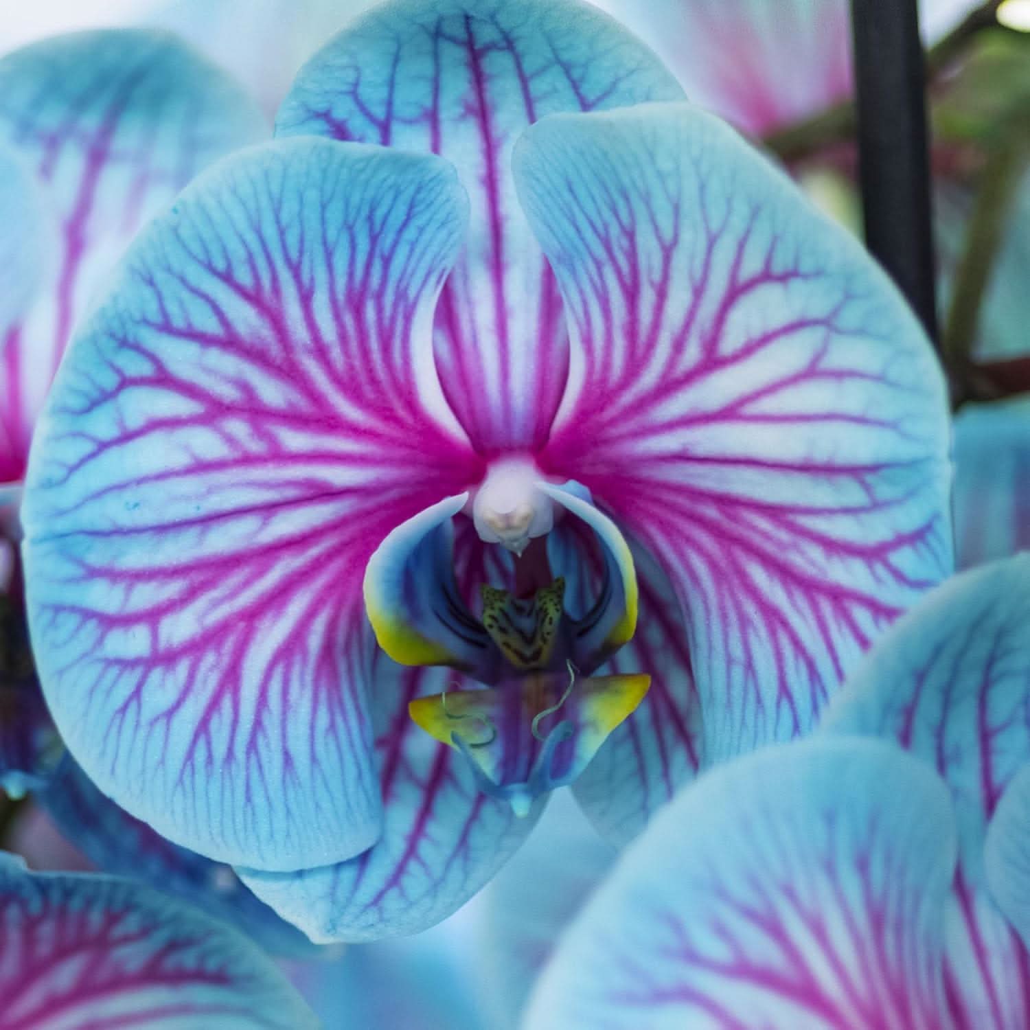 Sky Blue Orchid Perennial Flower Seeds for Balcony & Garden
