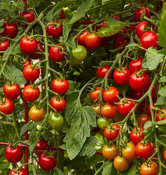 Tomato Solanum Lycopersicum Cherry Vegetable Seeds for Planting – Sweet and Juicy Variety for Home Garden and Patio Growing