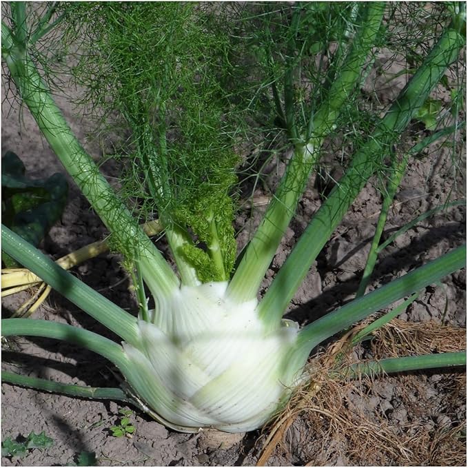 Fennel Seed (Foeniculum Vulgare, Heirloom) Organic, Non-GMO + Seeds